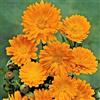 Generic Souci Calendula Officinalis Orange King Circa 200 grani: Grani