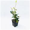 Vivaio di Castelletto 1 Pianta Trachelospermum Jasminoides Winter Ruby Falso Gelsomino vaso 9x9cm | Vivaio di Castelletto