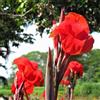 Sfdytg Sfuso Canna, Perenne, Resistente - Giardini e Balconi, Adatta ai principianti-1bulbi-I