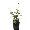 Vivaio di Castelletto 1 pianta di Trachelospermum asiaticum Chili & Vanilla in vaso 9x9cm | Gelsomino Stellato Vivaio di Castelletto