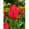 Generico Bulbi di Tulipani rossi Apeldoorn | MY PLANTIS | Bulbi autunnali