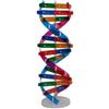 Syglawnd Kids Dna Model, Kids Dna Model Double Spiral Science Educational Components for Teaching Instrument, Spiral Teaching Equipment for Daily Use