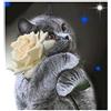 cukol cukol Kit Punto Croce da Ricamare Prestampato Completo, 11CT 40x40 cm | Quadro Gatto e Rosa, Schemi Facili per Principianti, Set Ricamo ha Aspetto Raffinato per Decorazioni Parete, Hobby Creativi