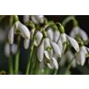 Generico Bulbi di Galanthus nivalis bucaneve | MY PLANTIS | Bulbi autunnali
