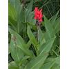Sfdytg Sfuso Canna, Perenne, Resistente - Giardini e Balconi, Adatta ai principianti-1bulbi-E