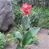 Sfdytg Sfuso Canna, Perenne, Resistente - Giardini e Balconi, Adatta ai principianti-1bulbi-D