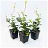 Vivaio di Castelletto 3 Piante Trachelospermum Jasminoides Winter Ruby Falso Gelsomino vaso 9x9cm | Vivaio di Castelletto