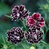 Generic garofano barbuto rampicanti biologiche giardino insoliti 650semi