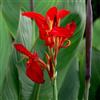 Sfdytg Sfuso Canna, Perenne, Resistente - Giardini e Balconi, Adatta ai principianti-1bulbi-G