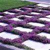 Generic 20.000+ viola piantagione all'aperto, giardino, prato coperto (1P)