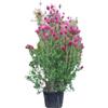 Vivaio Garden Forest Callistemon Pink - Arbusto Sempreverde | Foglie lanceolate verde intenso, Fioritura rossa a scovolino, Da vaso e giardino, Ideale per terrazzi e balconi
