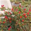 Generic Bella di notte - primaverili raro copertura del terreno ornamentali 100semi