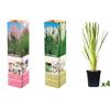 Generic Erba della pampa "Cortaderia selloana" P9 30-40 cm, confezione da 4 (bianco + rosa)