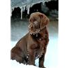 YUXU 2000 pezzi (100 x 70 cm) Puzzle Animali Giocattoli: Puzzle del cane da compagnia Labrador Retriever al Cioccolato Canadese, Regalo di Festa di Gioco Familiare
