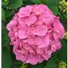 Vivaio di Castelletto Ortensia Hydrangea macrophylla Early Pink pianta in vaso ø12 cm Vivaio di Castelletto