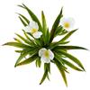 vdvelde.com - Stratiotes aloides 5 pezzi, pianta galleggiante laghetto | Fornisce ossigeno per acqua limpida, contrasta le alghe, spontanea, da 20 cm di profondita