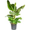Blume Ideal Pflanze Plus | Banana (Musa) | 1 pianta | Pianta da appartamento di facile manutenzione