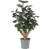Kentis - Polyscias Scutellaria 'Fabian' - Piante Vere da Interno - Pianta Tropicale da Appartamento Facile Cura - H 50-60 cm Vaso Ø 17 cm