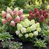 DUTCH BULBS EXCLUSIVE PLANTS FROM HOLLAN Piante Vere da Esterno - 3 Ortensie Paniculata Collezione - Perenni | Piante e Fiori Esclusivi dall'Olanda, per giardino, vasi e balcone (non semi, non artificiali)