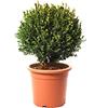 KENTIS - Bosso Sfera Pianta Ornamentale - Buxus Microphylla Faulkner - Piante Vere da Esterno Sempreverdi Resistenti - H 40/50 cm Sfera Ø 30/35 cm Vaso Ø 24 cm