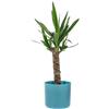 KENTIS - Yucca - Tronchetto della Felicità - Piante Vere Grasse Succulente da Interno - Pianta Ornamentale Resistente da Appartamento - H 50-60 cm Vaso Ø 14 cm