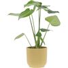 KENTIS - Monstera Deliciosa - Pianta Vera da Interno Resistente - Piante da Appartamento Purifica Aria - Ornamentale - H 40-50 cm Vaso Ø 14 cm