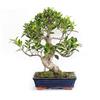 KENTIS - Bonsai Ficus Microcarpa - Piante Vere da Esterno - Vaso Artigianale in Ceramica - H 40/50 Vaso in Ceramica 25 cm