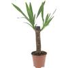 KENTIS - Yucca - Tronchetto della Felicità - Piante Vere Grasse Succulente da Interno - Pianta Ornamentale Resistente da Appartamento - H 50-60 cm Vaso Ø 14 cm