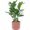 KENTIS - Zamioculcas Zamiifolia - Piante Vere da Appartamento - Pianta Purificante Aria - Facile Cura - H 40-50 cm Vaso Ø 12 cm