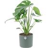 KENTIS - Monstera Deliciosa Pianta Vera da Interno - Piante da Appartamento Purifica Aria - H 40-50 cm Vaso Ø 14 cm