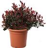 KENTIS - Photinia Little Red Robin - Pianta di Fotinia Nana - Piante Vere da Esterno da Siepe Sempreverdi Resistenti - H 40-50 cm Vaso Ø 24 cm