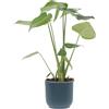 KENTIS - Monstera Deliciosa - Pianta Vera da Interno Resistente - Piante da Appartamento Purifica Aria - Ornamentale - H 40-50 cm Vaso Ø 14 cm