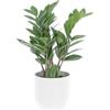 KENTIS - Zamioculcas Zamiifolia - Piante Vere da Appartamento - Pianta Purificante Aria - Facile Cura - H 40-50 cm Vaso Ø 12 cm