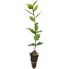 Vivaio di Castelletto Leccio Elce Quercus ilex pianta sempreverde in vaso 7x7 cm Vivaio di Castelletto