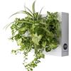 Ortisgreen - Naturalmente Verticale O Ortisgreen HOH! Quadro Vegetale Fai da Te in Plastica ABS di Colore Bianco, per 6 Piante, include il Substrato Naturale (Sfagno) e le Istruzioni.