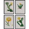 Nacnic Pacchetto fogli di cactus giallo. Poster con illustrazioni ad acquerelli dall'artista francese Pierre-Joseph Redouté. Decorazione d'interni. Dimensione A4.