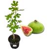 P. Piantine da Orto | Fico Brogiotto Bianco, Pianta in Vaso Diametro 22 cm, Pianta da Frutto in Vaso, Pianta Vera da Esterno, Giardino o Vaso in Terrazza, Vivaio Italiano,Altezza pianta 150 cm