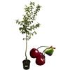 P. Piantine da Orto | Ciliegio Kordia, Pianta in Vaso Diametro 22 cm, Pianta da Frutto in Vaso, Pianta Vera da Esterno, Giardino o Vaso in Terrazza, Vivaio Italiano