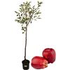 P. Piantine da Orto | Melo Imperatore, Pianta in Vaso Diametro 22 cm, Pianta da Frutto in Vaso, Pianta Vera da Esterno, Giardino o Vaso in Terrazza, Vivaio Italiano