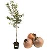 P. Piantine da Orto | Nespolo, Pianta in Vaso Diametro 22 cm, Pianta da Frutto in Vaso, Pianta Vera da Esterno, Giardino o Vaso in Terrazza, Vivaio Italiano