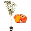 P. Piantine da Orto | Caco Mela, Pianta in Vaso Diametro 22 cm, Pianta da Frutto in Vaso, Pianta Vera da Esterno, Giardino o Vaso in Terrazza, Vivaio Italiano,Altezza pianta 150 cm