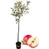 P. Piantine da Orto | Melo Antico della Rosa, Pianta in Vaso Diametro 22 cm, Pianta da Frutto in Vaso, Pianta Vera da Esterno, Giardino o Vaso in Terrazza, Vivaio Italiano