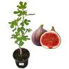 P. Piantine da Orto | Fico Brogiotto Nero, in Vaso Diametro 22 cm, Pianta da Frutto in Vaso, Pianta Vera da Esterno, Giardino in Terrazza, Vivaio Italiano,alteza pianta 150cm.