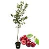 P. Piantine da Orto | Ciliegio Durone, Pianta in Vaso Diametro 22 cm, Pianta da Frutto in Vaso, Pianta Vera da Esterno, Giardino o Vaso in Terrazza, Vivaio Italiano