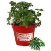 P. Piantine da Orto | Prezzemolo Comune, Pianta in Vaso Diametro 14 cm, Pianta Pronta per il Trapianto, Pianta Vera da Esterno, Piantina Aromatica per Balcone o Terrazzo, Vivaio Italiano
