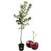P. Piantine da Orto | Ciliegio Van Bigareau, Pianta in Vaso Diametro 22 cm, Pianta da Frutto in Vaso, Pianta Vera da Esterno, Giardino o Vaso in Terrazza, Vivaio Italiano,Altezza pianta 150 cm.
