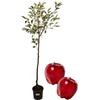 P. Piantine da Orto | Melo Antico del Sangue, Pianta in Vaso Diametro 22 cm, Pianta da Frutto in Vaso, Pianta Vera da Esterno, Giardino o Vaso in Terrazza, Vivaio Italiano