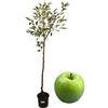 P. Piantine da Orto | Melo Granny Smith, Pianta in Vaso Diametro 22 cm, Pianta da Frutto in Vaso, Pianta Vera da Esterno, Giardino o Vaso in Terrazza, Vivaio Italiano