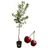 P. Piantine da Orto | Ciliegio Bigareau Burlat, Pianta in Vaso Diametro 22 cm, Pianta da Frutto in Vaso, Pianta Vera da Esterno, Giardino o Vaso in Terrazza, Vivaio Italiano