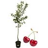 P. Piantine da Orto | Ciliegio Bigareau Moreau, Pianta in Vaso Diametro 22 cm, Pianta da Frutto in Vaso, Pianta Vera da Esterno, Giardino o Vaso in Terrazza, Vivaio Italiano,Altezza pianta 150 cm.